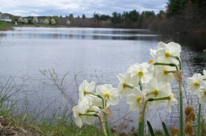 ... the droghte of March hath perced to the roote/	And bathed every veyne in swich licour/ 	Of which vertu engendred is the flour...