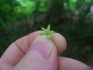 It's a flower.   But it's green.   It's a green flower.