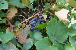 Wild grapes!