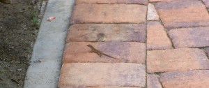 lizard3