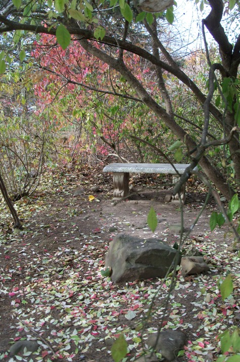 Just before the last leaves fell, some of which, oddly, were pink.