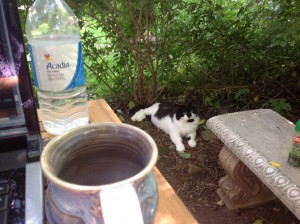 He likes the cool bare dirt, and also the cool cement garden bench. No one I know...