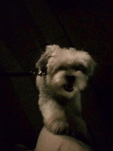 I am! The! Friendliest, liveliest! Jumping-est! Fuzziest little dog and OMG OMG who are you I LOVE YOU!! Cutest happy puppy ever.