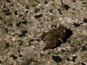 You're not going to eat me, are you? Because, hello, I am a toad. Think about it, is all I'm saying.... ranging from Jellybean-sized to english-muffin-sized