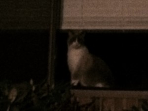 She tasks me! She tasks me, and I shall have her! Wha --? There it is again! Another sighting of that mysterious creature...