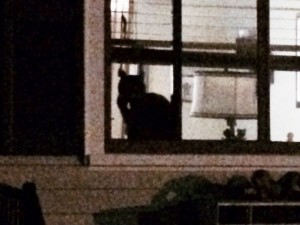 Either a new cat, or a new neighbor with an old cat. Either a new cat or a new neighbor with old cat.