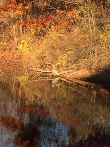 This IS at my day job. Out past the warehouse, out past the parking lot, out past the loading dock, in a little run-off pond, someone has made a home...