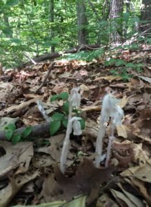 In grade school, we were taught to call these indian pipes.