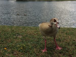 Egyptian goose.