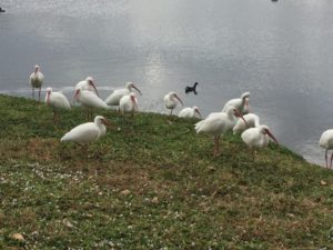 Ibises, who also cannot read.