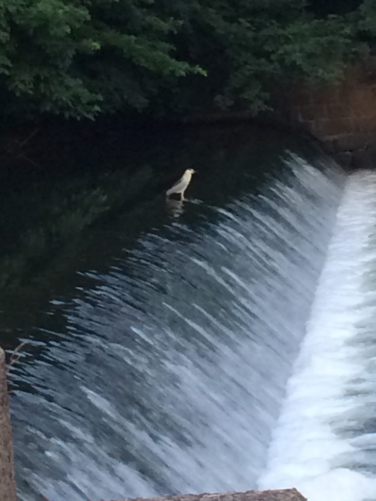 Short legs; he is standing on a stone.